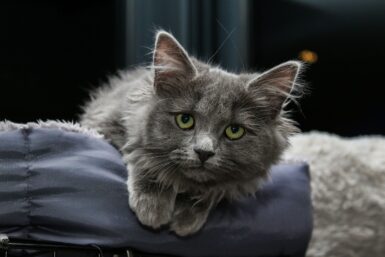 gray cat on blue textile